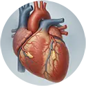 מחלות לב